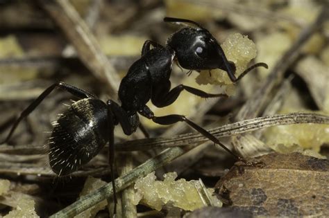 carpenter ants  worthy foe pest management professional