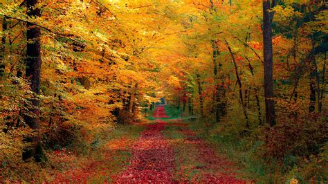 autumn forest wallpaper  desktop