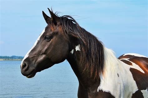 meet  pinto horse origin  history horsy land   horses
