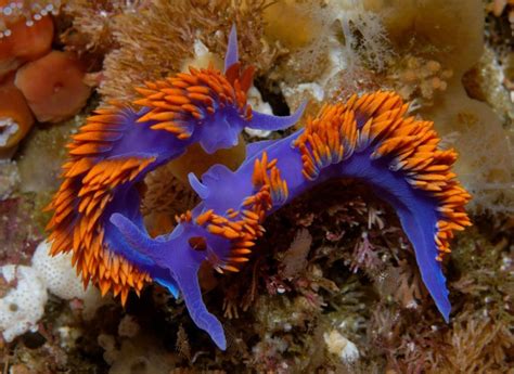 Montereybayaquarium “make Way Sea Slug Parade Floats