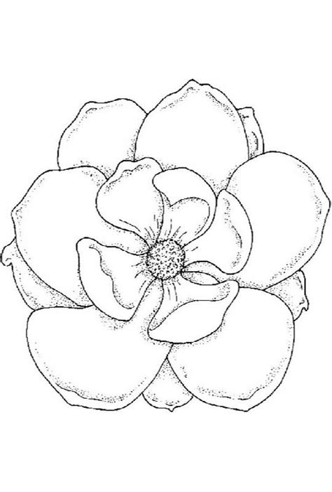 magnolia coloring pages  coloring pages  kids