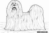 Apso Lhasa sketch template