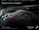 Afbeeldingsresultaten voor "Thysanoessa Longipes". Grootte: 138 x 105. Bron: www.st.nmfs.noaa.gov