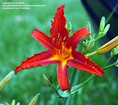 plantfiles pictures daylily sammy russell red hemerocallis  dlyn