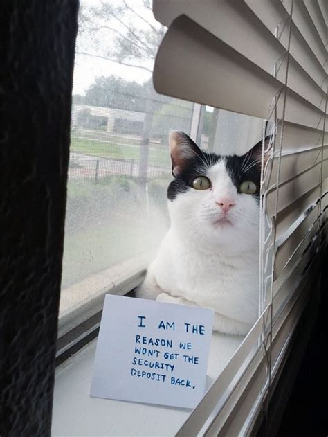 20 asshole cats being shamed for their crimes bored panda