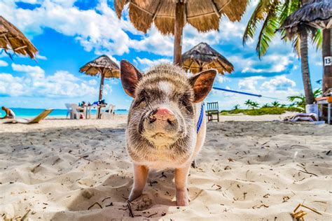 find  swimming pigs   bahamas sandals