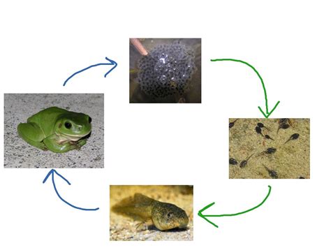 frog life cycle life cycle showme