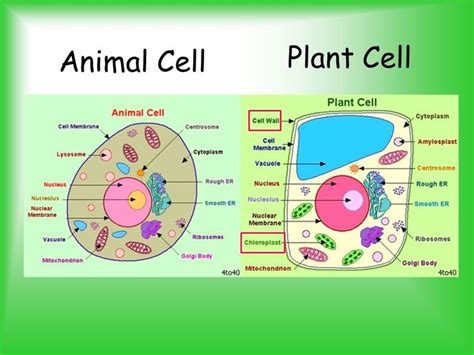 parts   cell  video   animal cell plant  animal cells cell diagram