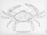 Crab Blue Crustacean Board Choose Coloring Pages Drawings sketch template