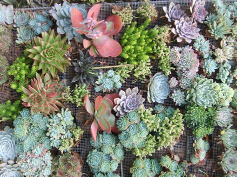wall  colorful cactus cacti succulents rocks mexico visual