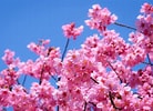Afbeeldingsresultaten voor Cherry Blossom. Grootte: 138 x 100. Bron: www.countrywalkers.com