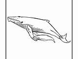Whale Humpback Coloring Pages Printable Drawing Jonah Getdrawings Shark Getcolorings sketch template