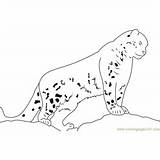 Snow Leopard Coloring Pages Baby Coloringpages101 Kids sketch template