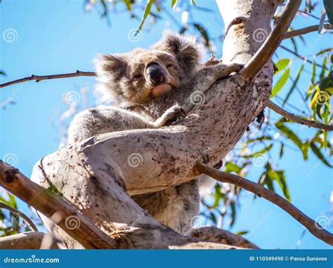 cute australian sleepy koala bear stock photo image  nature