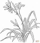Lily Coloring Pages Easter Tiger Hemerocallis Drawing Lilies Drawings Getcolorings Field Color Printable Print Spp sketch template
