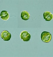 Afbeeldingsresultaten voor Gymnodiniaceae. Grootte: 174 x 185. Bron: protist.i.hosei.ac.jp