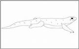 Coloring Komodo Reptiles Dragon Tracing Pages Mathworksheets4kids Dragon1 sketch template