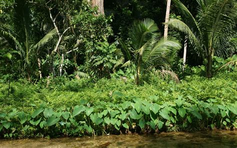 jungle vegetation wallpaper