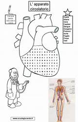 Apparato Circolatorio Digerente Scienze Migliori Cardio sketch template