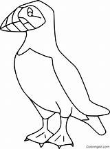 Puffin Pulcinella Frailecillo Uccelli Coloringall Puffins Atlantic Frailecillos Aves sketch template