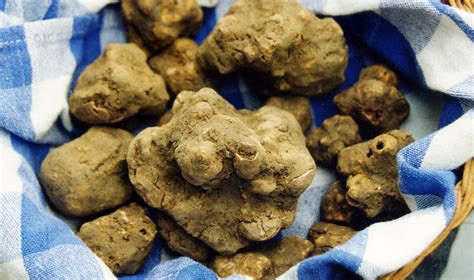 How To Buy White Truffles Food Advice Questions