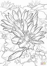 Bitterroot Coloring Pages Flower Color Drawing Rose sketch template