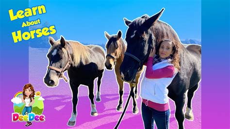 learn  horses animals  kids educational  youtube