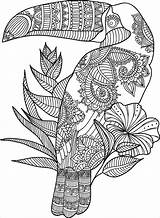 Coloring Toucan Adult Pages Animal Zentangle Mandala Adults Printable Gel Zoo Colouring Book Pens Flower Amazing Coloringbay Star Zentangles Books sketch template