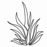 Coloring Plants Pages Grass Seaweed Plant Drawing Sea Coral Printable Color Outlines Pencil Kelp Underwater Sheet Colouring Drawings Fungi Aquarium sketch template