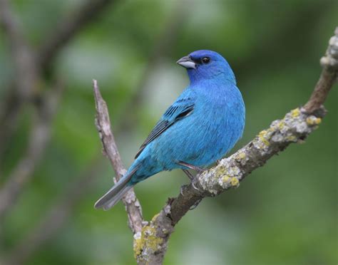 indigo bunting  terry sohl px blue grosbeak bunting bird