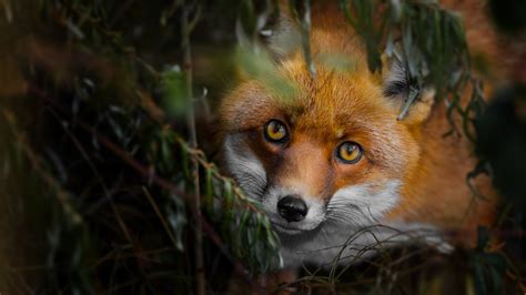 fuchs foto bild fotos wald natur bilder auf fotocommunity