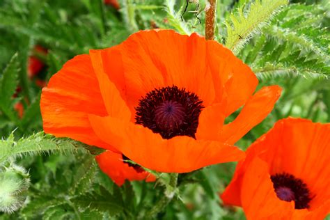 orange poppy flower picture  photograph  public domain