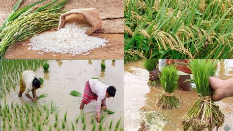 difficult grow rice   grow rice plants youtube