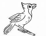 Uccelli Ptice Oiseaux Ptica Bojanke Crtež Crtezi Printanje Deset Coloriages Bojanje Cartoni Colorier Cartonidacolorare Stampa sketch template