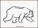 Mewarnai Beruang Polar Hewan Zebra sketch template