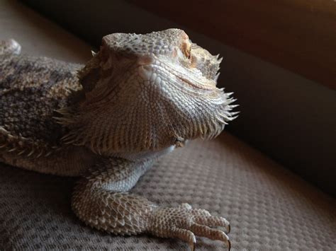 do you think this is mouth rot bearded dragon org