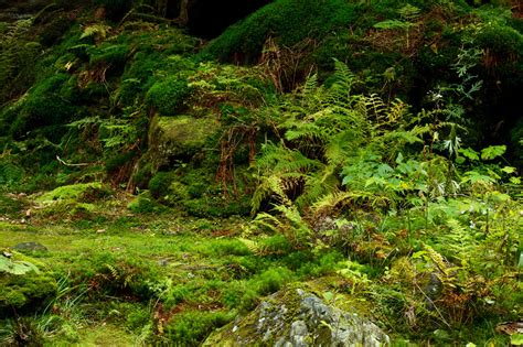 moss  forest floor  stock photo public domain pictures