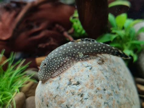 hillstream loach care guide tank mates size breeding