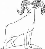 Bighorn Sheep Coloringall sketch template
