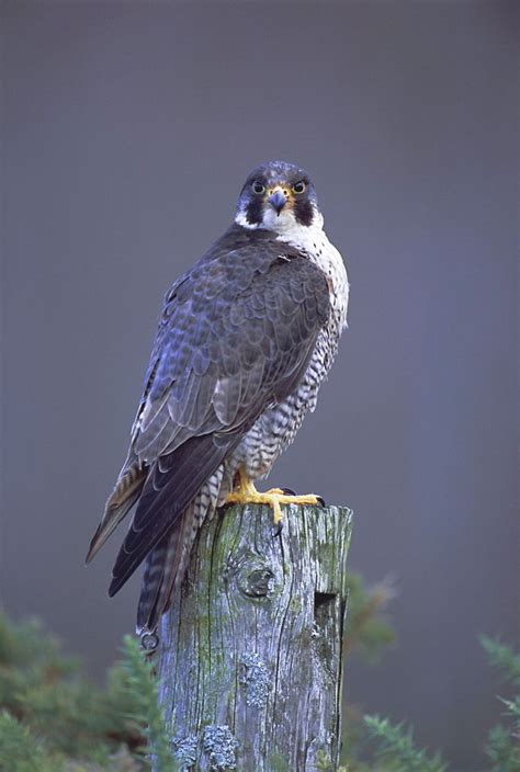 peregrine falcon falco peregrinus scotland uk europe peregrine