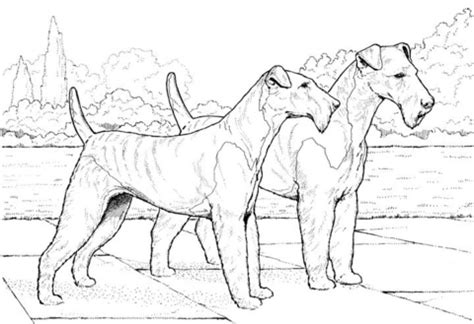 airedale terrier coloring page super coloring