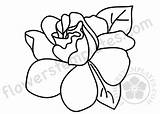 Gardenia Coloring Sheet Flower Printable sketch template