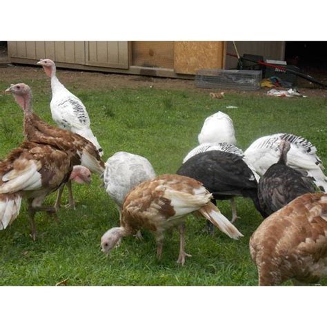 cackle hatchery surplus rare turkey special straight run male and