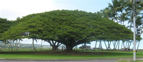 garden guy hawaii    rain tree called  rain tree