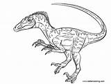 Pages Velociraptor Jurassic Coloring Color Printable Adults Kids sketch template