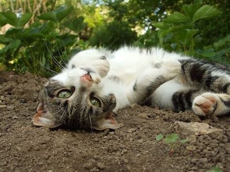 succesvol katten uit je tuin verjagen afschrikken  weglokken tuin en balkon katten tuin