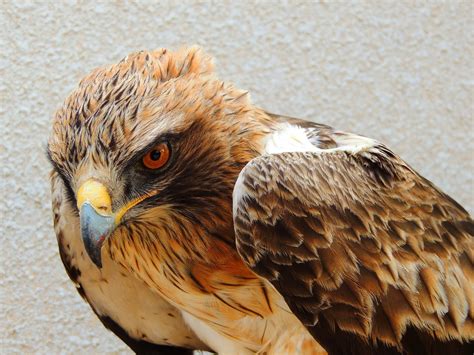 kibbutz lotan birding center  eagle   net  booted eagle