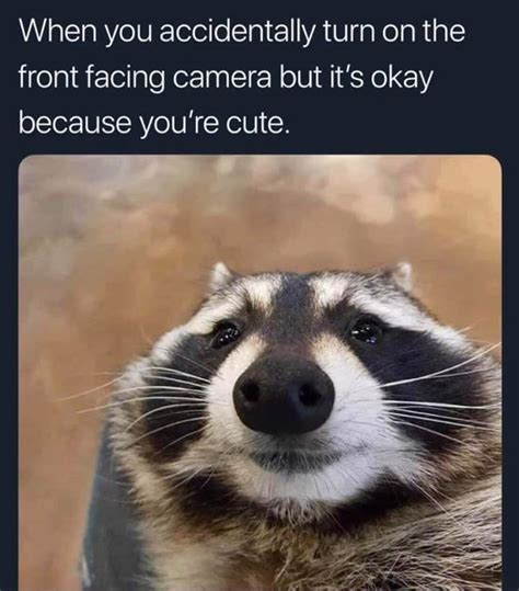 The Best Raccoon Memes Memedroid