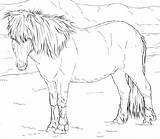 Pferde Ausmalen Ausmalbild Pferdebilder Islandpferd Ponys Kinderbilder Supercoloring Icelandic Fohlen Islandpferde Innen Fjord Ijslander Ostwind Foals Kolorowanka 1ausmalbilder Downloaden sketch template