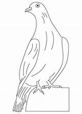 Colombe Doves Bestcoloringpagesforkids Coloriages Buzzard sketch template
